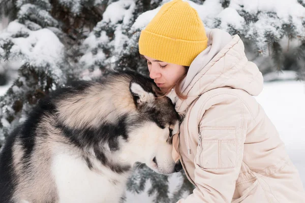 Femme essayer d'embrasser malamute de l'Alaska dans la forêt d'hiver. gros plan. — Photo