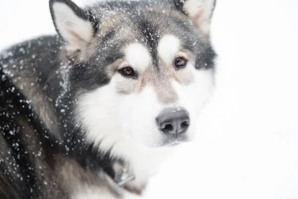 Ung alaskan malamute tittar tillbaka i snö. Hundvinter. — Stockfoto