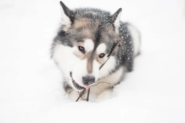 Joven alaskan malamute acostado y gniwing palo en la nieve. Perro invierno. —  Fotos de Stock