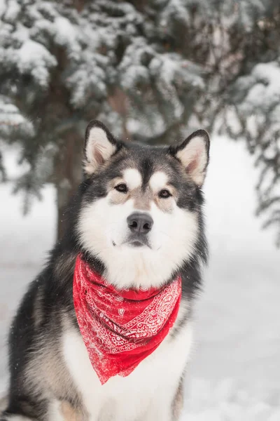 Young alaskan malamute sitting in red scarf. Dog winter forest — Stock Photo, Image