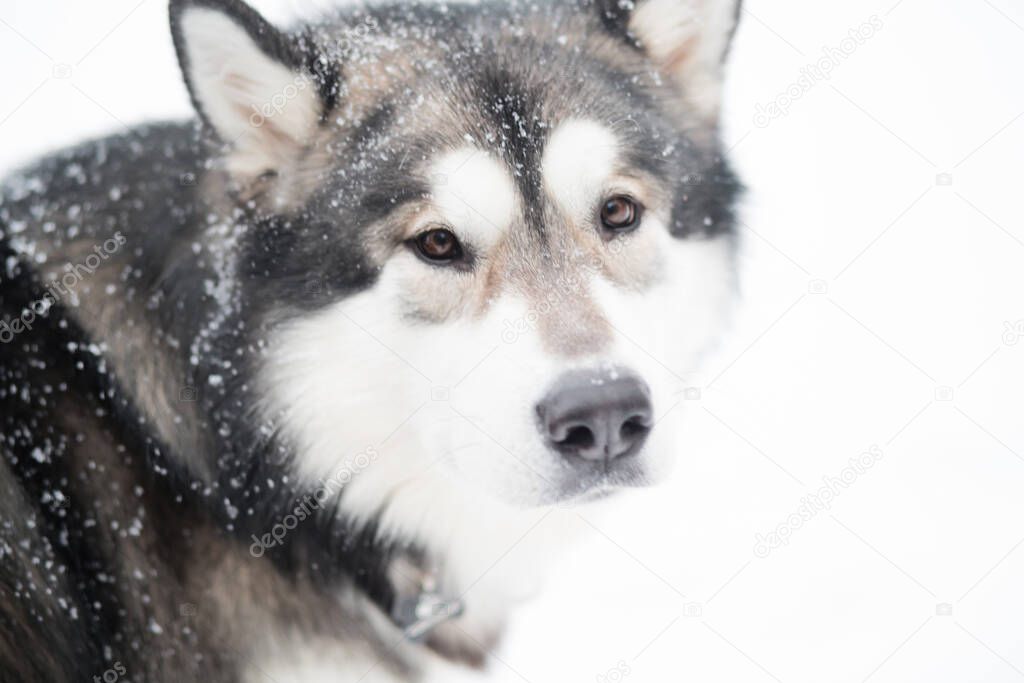 Young alaskan malamute looking back in snow. Dog winter.