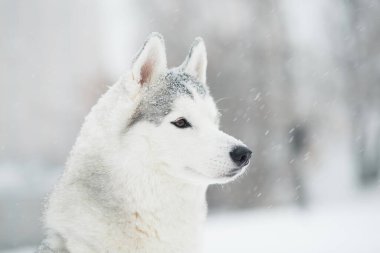 Kışın genç, güzel, karlı Sibirya kurdu. Yan görüş. Köpek..