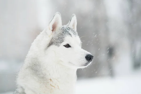 Ung vacker snöig sibirisk husky på vintern. Sidovy. Hund. — Stockfoto
