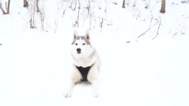 Jonge prachtige Siberische husky liggend in de winter met verschillende kleuren ogen. Hond. — Stockvideo