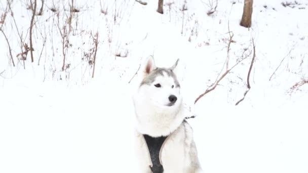 Jonge Siberische husky zit in de winter met verschillende kleuren ogen. Hond. — Stockvideo