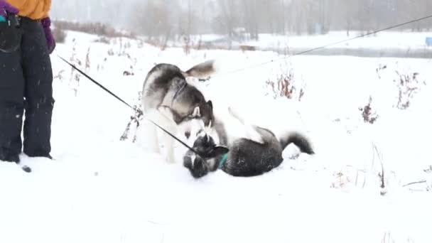 Dos husky jugando juntos. Dos mujeres paseando con el perro — Vídeos de Stock