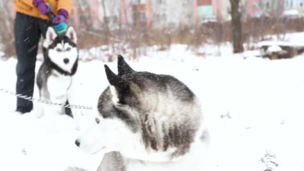 Retrato husky siberiano. Dos mujeres paseando con el perro — Vídeo de stock