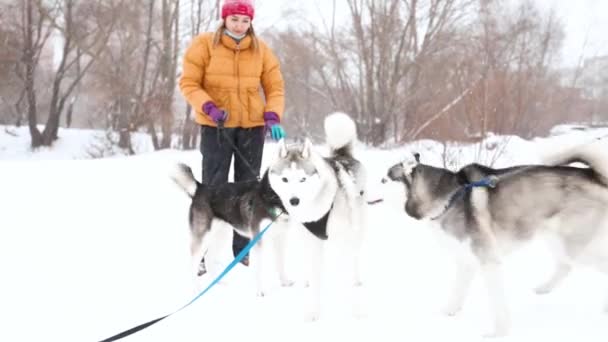 Drie husky spelen samen. Twee vrouwen die met een hond wandelen — Stockvideo