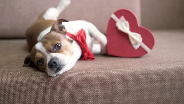 Chihuahua pes s červeným motýlkem, telefonem a krabicí na srdce. Valentýnské nakupování psů. — Stock video