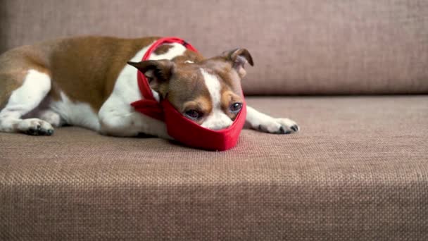 Chihuahua-Hund mit roter Fliege und roter Maske. Valentinshund einkaufen. — Stockvideo