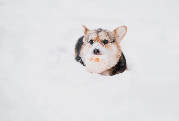 Galés Corgi Pembroke en invierno con cara nevada jugar con la pelota. —  Fotos de Stock