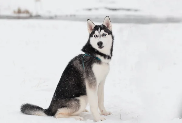 Jovem bela siberiana husky sentado no winter.portrait. Cão e neve — Fotografia de Stock