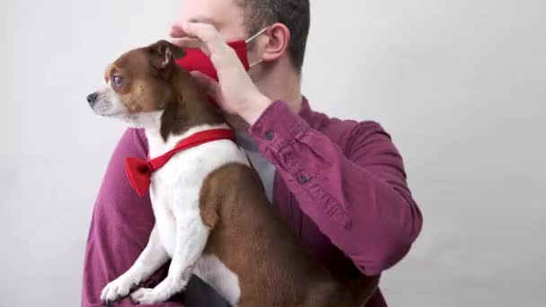 Man i röd ansiktsmask håller chihuahua hund i röd fluga. Alla hjärtans dag gåva — Stockvideo