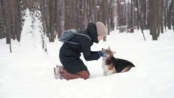 Fehér nő játszani walesi Corgi Pembroke játszani labdát. — Stock videók