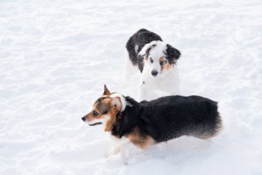  Kış ormanlarında Galli Corgi Pembroke ile oynayan Avustralyalı çoban.. 