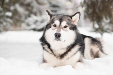 Alaska Malamute karda yatıyor. Köpek kışı.