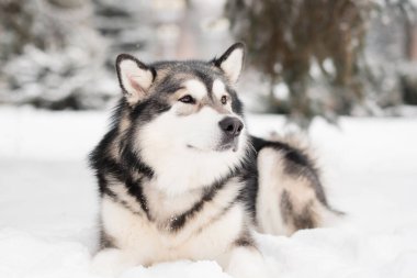 Alaska Malamute karda yatıyor. Köpek kışı.
