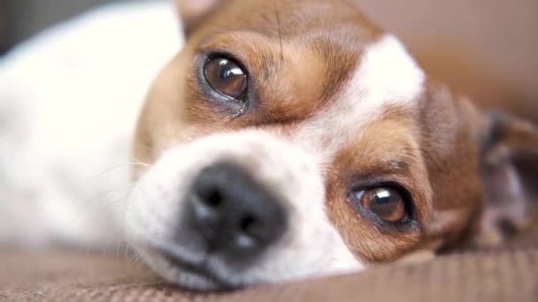 Chihuahua kutya nagy barna szemekkel a kamerába néz és hazudik — Stock videók