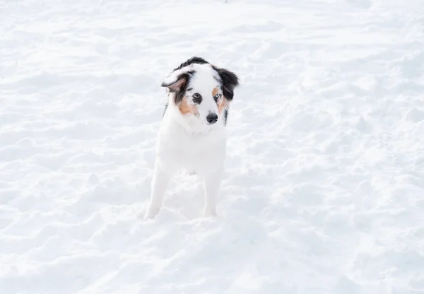 冬に異なる色の目を持つオーストラリアの羊飼いのメルル。雪の中の犬. — ストック写真