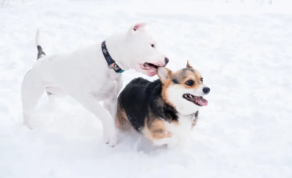Bulldog americano, galés corgi pemroke corriendo y jugando juntos — Foto de Stock