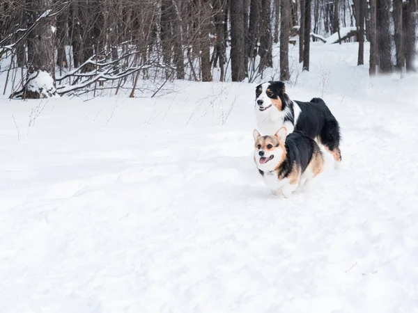 Australische herder spelen met welsh corgi pembroke in de winter bos. — Stockfoto