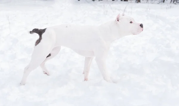冬の森の中に立っている白いアメリカのブルドッグ子犬。雪の中の犬. — ストック写真