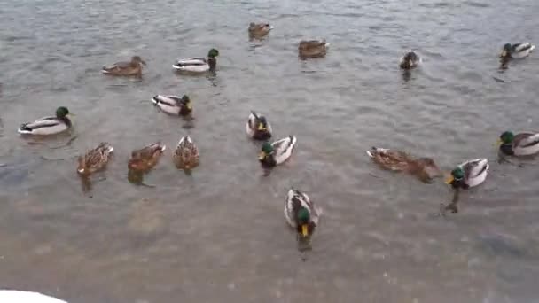 Wildenten schwimmen am Wintertag im Fluss. Schneefall — Stockvideo