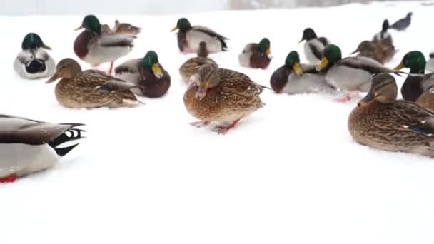 Patos salvajes caminando en la nieve en el día de invierno. Nieve — Vídeos de Stock