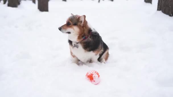 Corgi Pembroke télen havas arccal játszani labda. — Stock videók