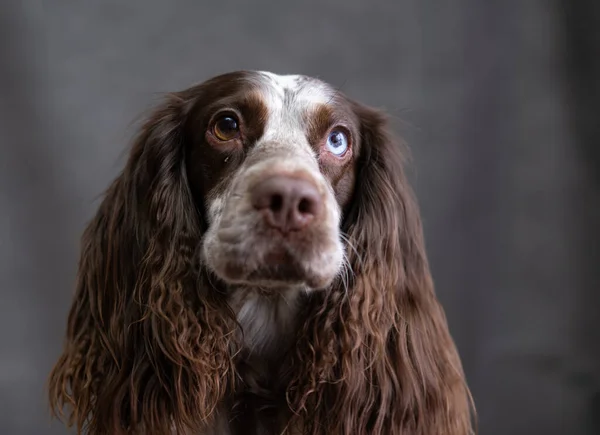 Czekolada spaniel z różnymi oczami na szarym tle patrząc na aparat — Zdjęcie stockowe