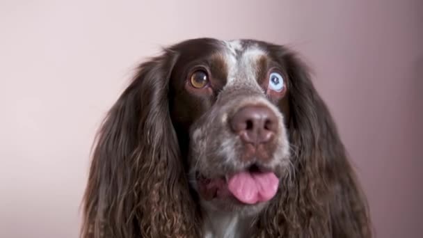 Chocolate spaniel con diferentes ojos sobre fondo rosa mirando a la cámara — Vídeos de Stock