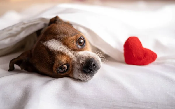 Chihuahua dog with red soft toy heart lying in bed. valentine. — Stock Photo, Image