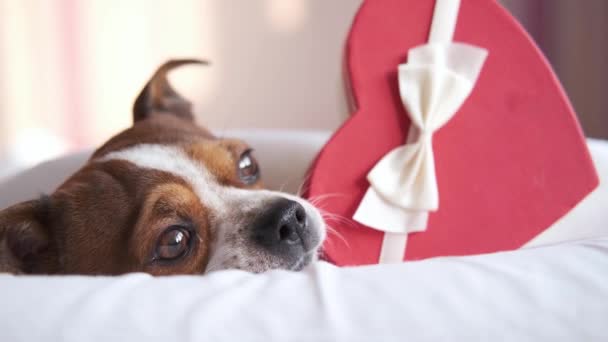 Chihuahua hond met rood hart geschenkdoos liggend in bed. Valentijnsdag — Stockvideo