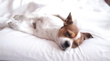  Chihuahua köpeği uyuyor, rahatla ve beyaz yatakta uzan..