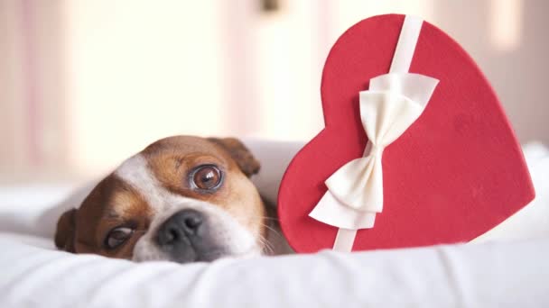 Chihuahua hund med rött hjärta presentförpackning liggande i sängen. Alla hjärtans dag — Stockvideo