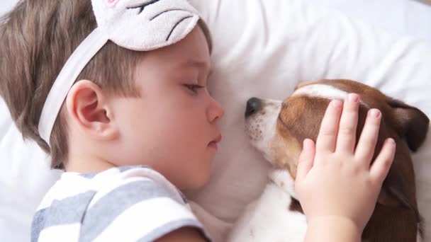 Chihuahua hund och förskola pojke ligger i vit säng. Kyss, klappa hunden — Stockvideo