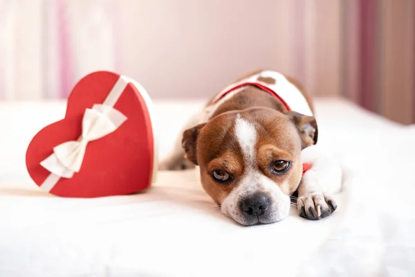 Chihuahua dog with red heart gift box in bow tie lying in bed. valentine. — Stock Photo, Image