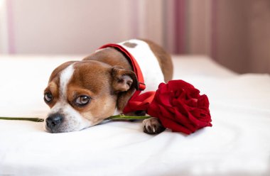 Beyaz yatakta kırmızı güllü papyonlu komik bir chihuahua köpeği. Sevgililer Günü.