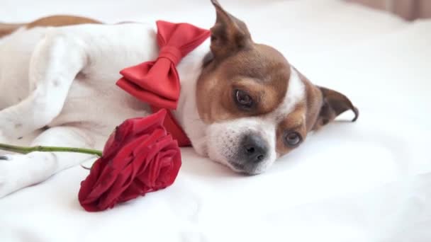 Rolig chihuahua hund i fluga med röd ros liggande i vit säng. Alla hjärtans dag. — Stockvideo