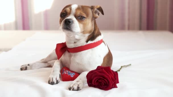 Lustiger Chihuahua-Hund in Fliege mit roter Rose und Herz im Bett liegend. Valentin. — Stockvideo