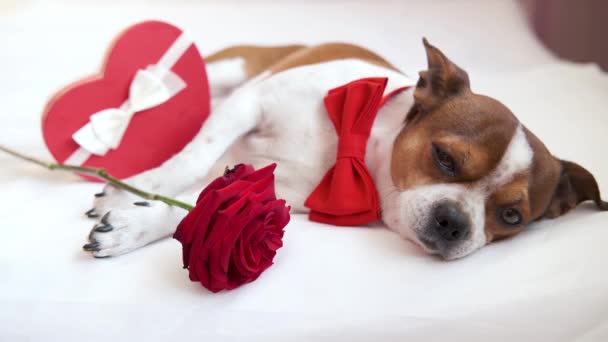 Chihuahua dog in bow tie with red rose and heart gift lying bed. valentine. — Stock Video