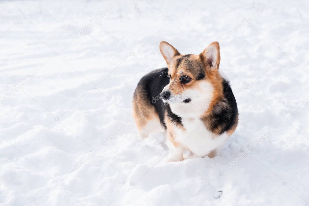 Young three colours welsh Corgi Pembroke dog stand in winter. Looking back