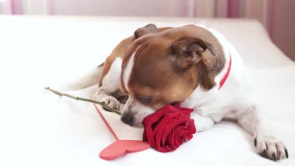 Perro chihuahua en corbata de lazo con rosa roja y corazón en la cama acostada palo. valentine. — Vídeos de Stock