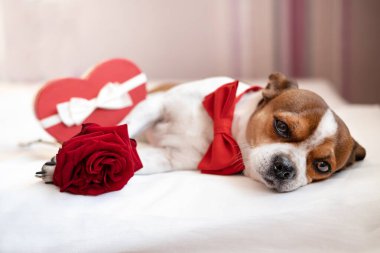  Papyonlu kırmızı kalpli köpek Chihuahua yatağında yatıyor. Büyük göz. Sevgililer Günü.