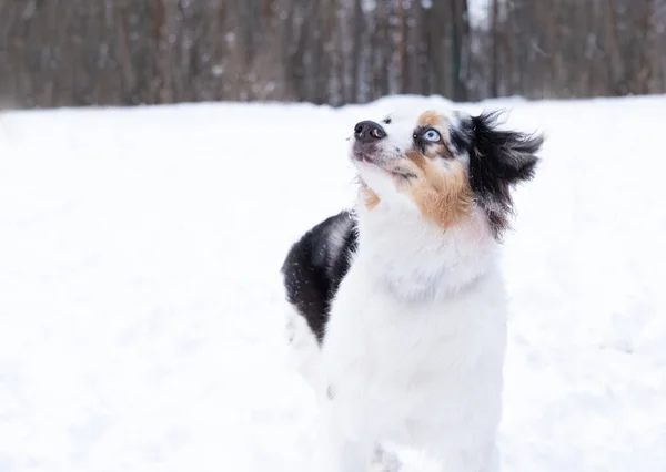 Australische herder merle met verschillende ogen in de winter. Hond in de sneeuw. Kijk omhoog. — Stockfoto