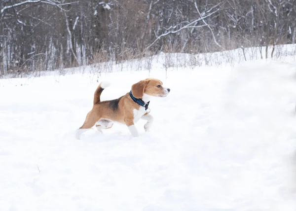 若いビーグル犬は冬に立つと前方の肖像画を探しています。雪. — ストック写真