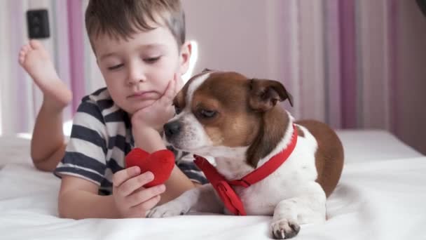 Little boy give chihuahua dog in bow tie heart. lying bed. valentine. — Stock Video