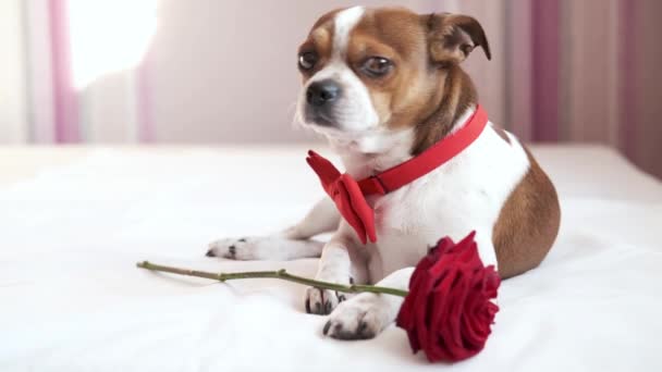 Divertente cane chihuahua in papillon con rosa rossa sdraiato nel letto bianco. San Valentino. — Video Stock