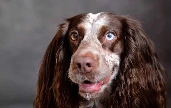 Smiling chocolate spaniel with different eyes on grey background — Stock Photo, Image