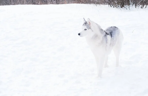 冬に立つ若い美しいシベリアのハスキー。肖像画。犬と雪 — ストック写真